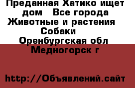 Преданная Хатико ищет дом - Все города Животные и растения » Собаки   . Оренбургская обл.,Медногорск г.